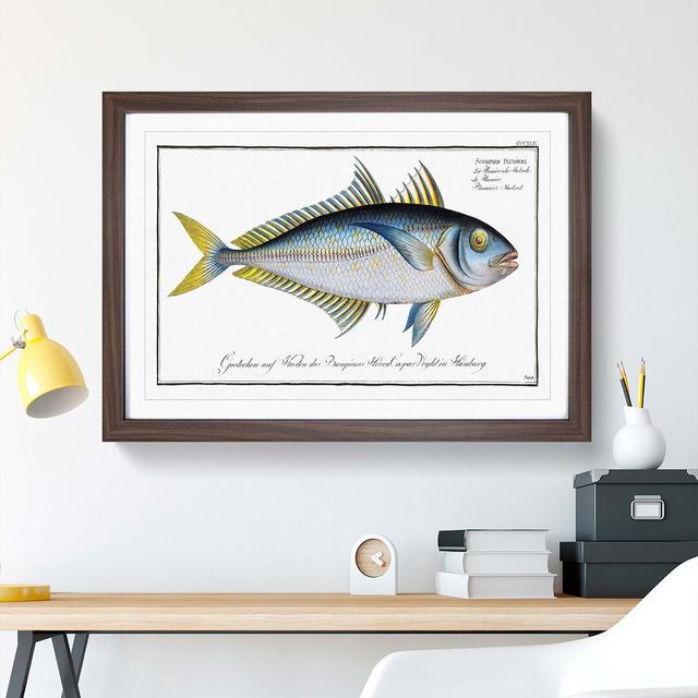 Plumier's Mackerel Fish by M.E. Bloch - Picture Frame Painting Print East Urban Home Frame Option: Walnut, Size: 35cm H x 50cm W x 2cm D on Productcaster.