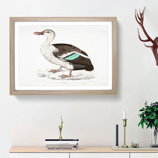 Spotted Billed Duck Illustration by John Edward Gray - Picture Frame Painting Print East Urban Home Size: 27cm H x 36cm W x 2cm D, Frame Option: Oak F on Productcaster.