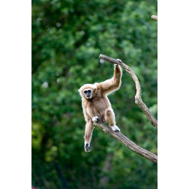 White Handed Gibbon by AYImages - Print Latitude Run Size: 76cm H x 51cm W on Productcaster.