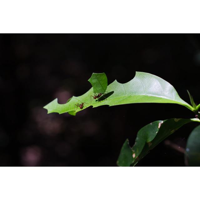 Manasi Leaf Cutter by Luis Castillo - Wrapped Canvas Print Ebern Designs Size: 61cm H x 91cm W x 3.8cm D on Productcaster.