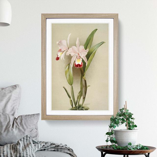 Magnolia Flowers Illustration Tab. 91 by Frederick Sander - Picture Frame Painting Print East Urban Home Frame Option: Oak, Size: 91cm H x 60cm W x 2c on Productcaster.