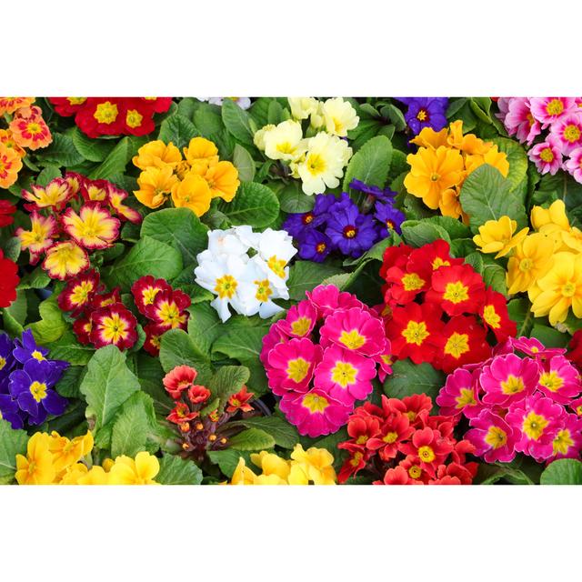 Coloured Primroses by Chiccododifc - Wrapped Canvas Photograph Latitude Run Size: 81cm H x 122cm W on Productcaster.