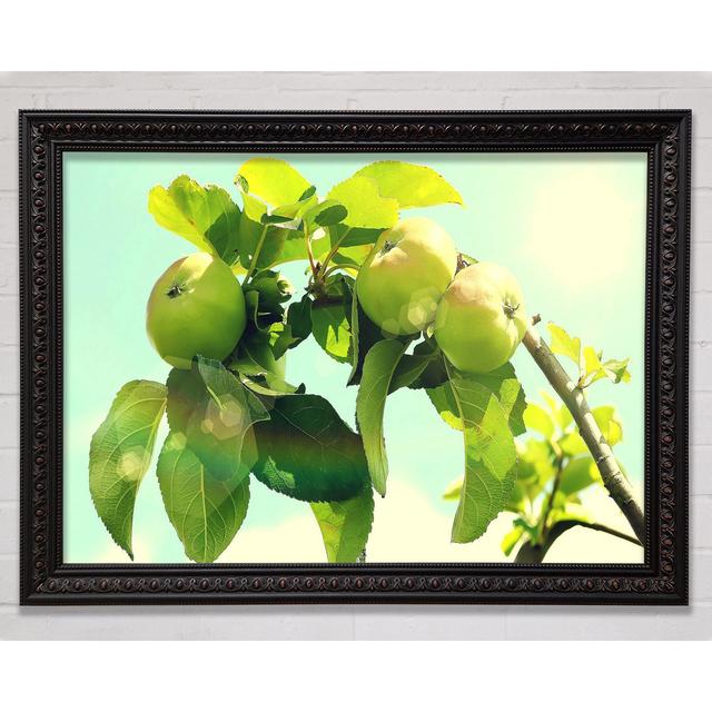 Apple Tree Framed Print Bright Star Size: 84.1cm H x 118.9cm W x 3cm D on Productcaster.