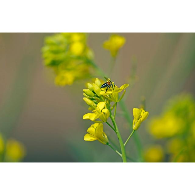 Gianina Apis Mellifera - Wrapped Canvas Photograph 17 Stories Size: 51cm H x 76cm W x 3.8cm D on Productcaster.