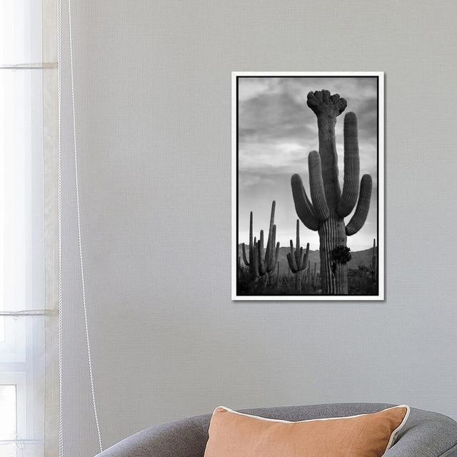 Saguaros, Saguaro National Monument by Ansel Adams - Photograph Print on Canvas World Menagerie Size: 66.04cm H x 45.72cm W x 3.81cm D, Format: White on Productcaster.