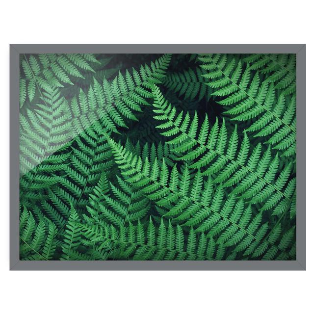 Fern - Picture Frame Graphic Art Bay Isle Home Size: 40cm H x 55cm W x 2cm D, Frame Option: Grey Framed on Productcaster.