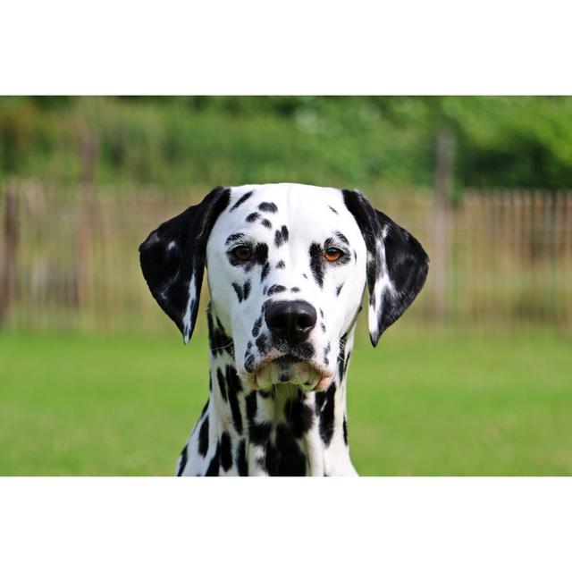 Dalmatian by Pranodhm - Wrapped Canvas Print Ebern Designs Size: 81cm H x 122cm W x 3.8cm D on Productcaster.