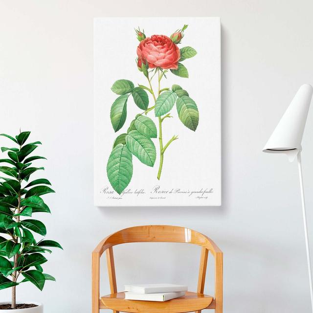 Gallic Rose by Pierre-Joseph Redoute - Wrapped Canvas Painting East Urban Home Size: 50cm H x 35cm W x 3cm D on Productcaster.