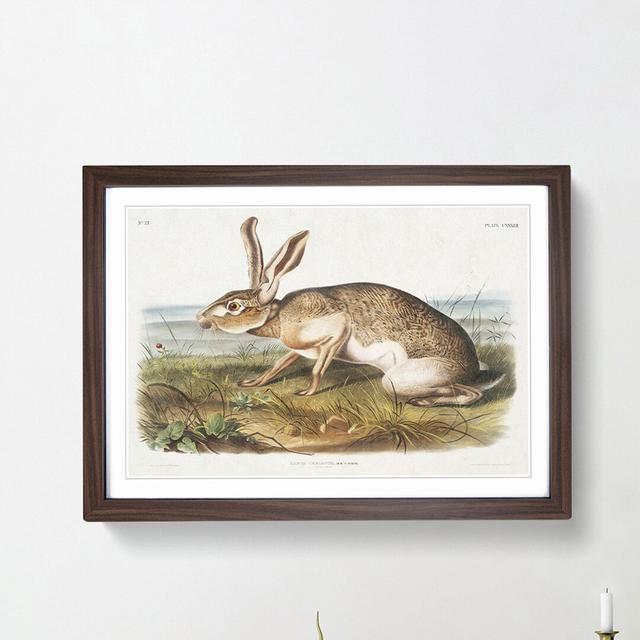 Texan Hare by J.W. Audubon - Picture Frame Art Print on MDF East Urban Home Size: 27cm H x 36cm W x 2cm D, Frame Option: Walnut Framed on Productcaster.