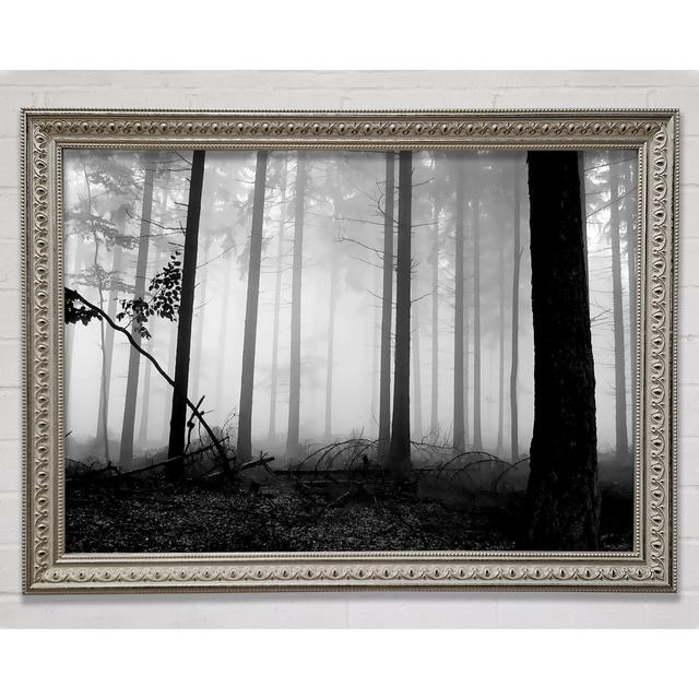 Silver N Silver Woodland Mist - Single Picture Frame Art Prints Bright Star Size: 21cm H x 29.7cm W on Productcaster.