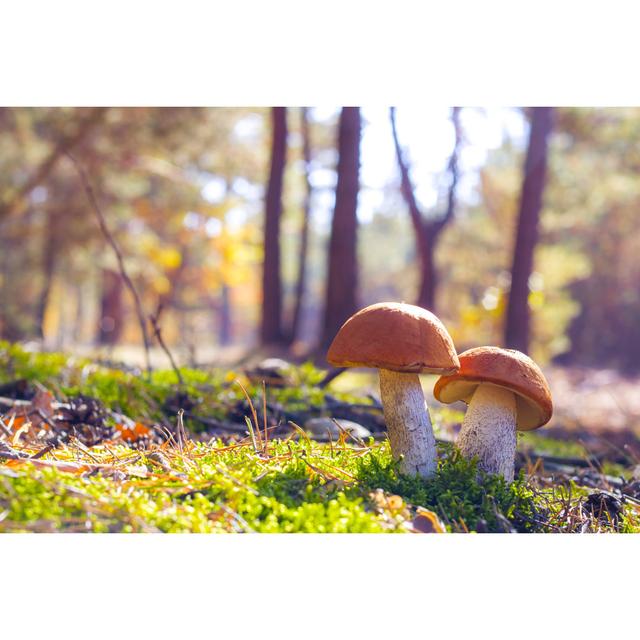 Leccinum Mushrooms by Romanovskyy - Wrapped Canvas Photograph Latitude Run Size: 51 cm H x 76 cm W on Productcaster.