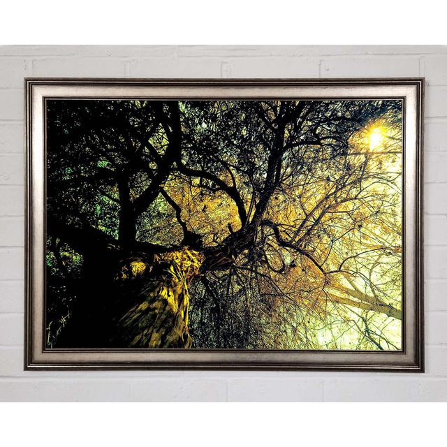 Ancient Tree - Single Picture Frame Art Prints Union Rustic Size: 29.7cm H x 42cm W x 1.5cm D on Productcaster.