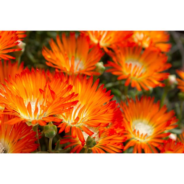 Beautiful Bright Orange Vygie Or Orange Ice Plant Flowers - a Succulent from the Lampranthus Aureus Succulents by Sara Edwards - Wrapped Canvas Photog on Productcaster.