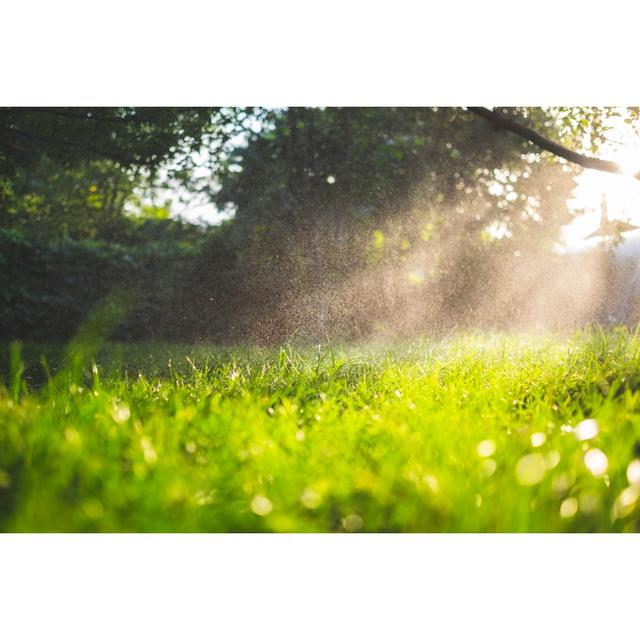 Fresh Green Grass And Water Drops Over It Sparkling In Sunlight. by Taniche - Wrapped Canvas Print Ebern Designs Size: 81Cm H x 122Cm W on Productcaster.