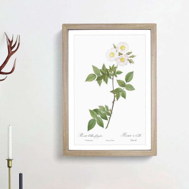 White Collina Rose by Pierre-Joseph Redoute - Picture Frame Art Prints East Urban Home Size: 36cm H x 27cm W x 2cm D, Frame Option: Oak Framed on Productcaster.