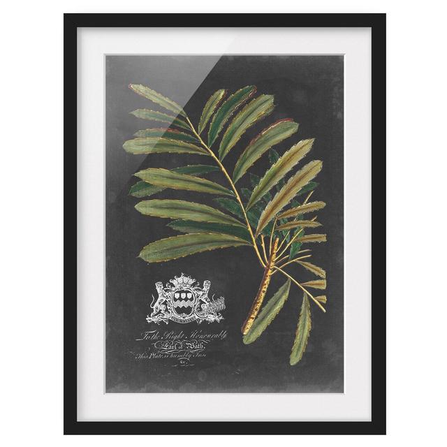 Vintage Royal Foliage on Black II - Picture Frame Graphic Art Rosalind Wheeler Frame Option: Black, Size: 40cm H x 30cm W x 2cm D on Productcaster.