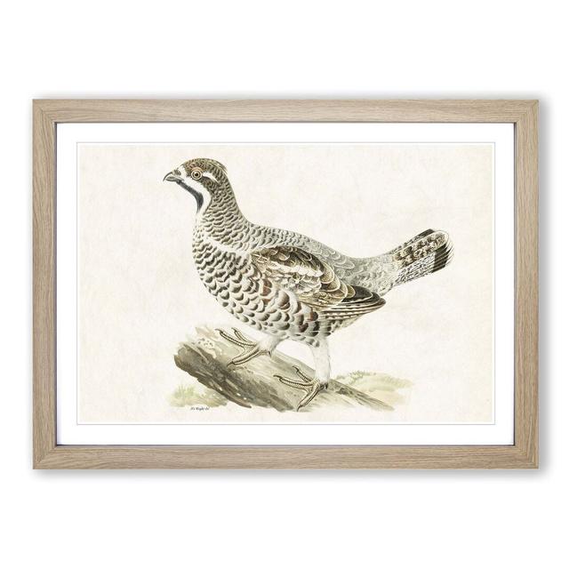 Hazel Grouse by Von Wright - Picture Frame Painting Print East Urban Home Size: 27cm H x 36cm W x 2cm D, Frame Option: Oak Framed on Productcaster.