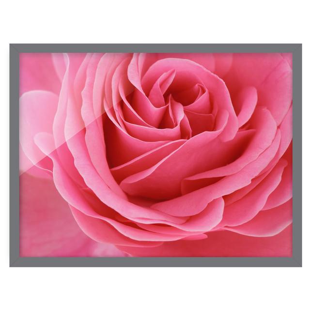 Lustful Pink Rose - Picture Frame Graphic Art Mercer41 Size: 50cm H x 70cm W x 2cm D, Frame Option: Grey Framed on Productcaster.