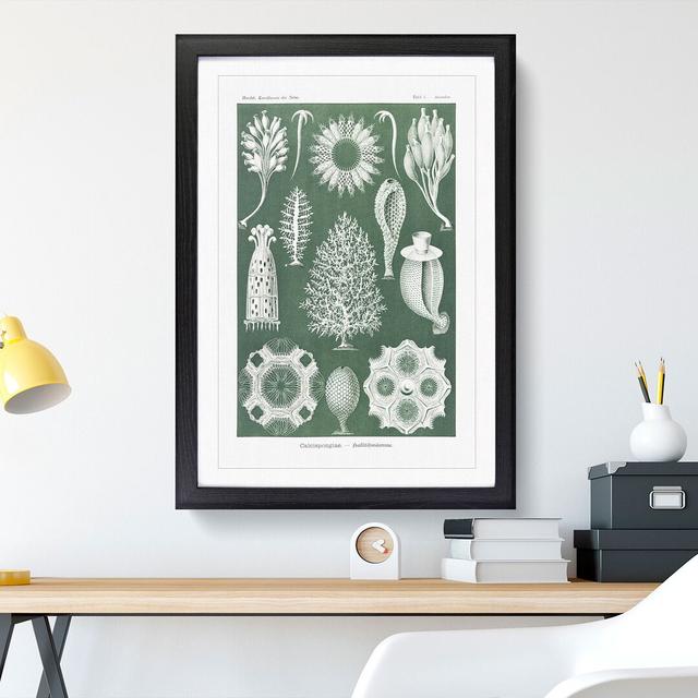 Calcareous Sponge by Ernst Haeckel - Picture Frame Graphic Art East Urban Home Size: 36cm H x 27cm W x 2cm D, Frame Option: Black Framed on Productcaster.