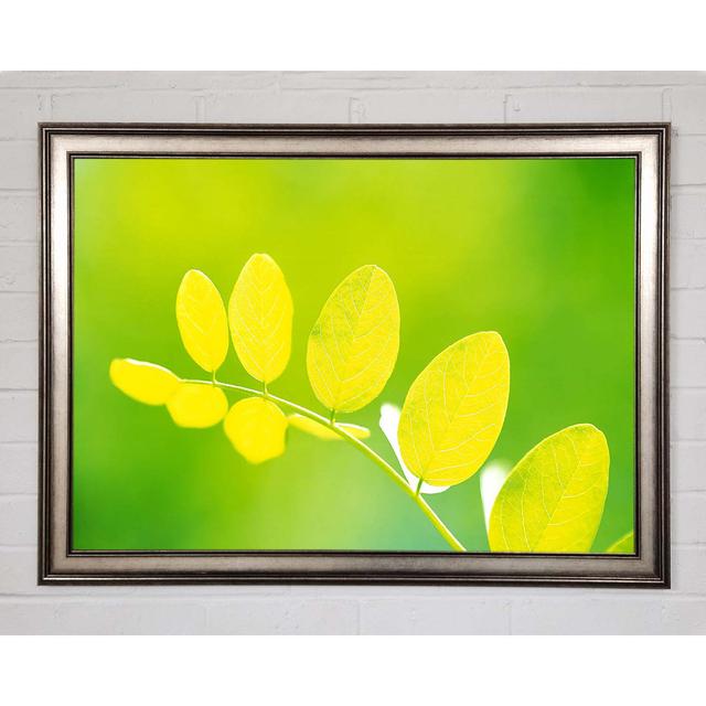 Leaves in the Golden Sun - Single Picture Frame Art Prints Brayden Studio Size: 29.7cm H x 42cm W on Productcaster.