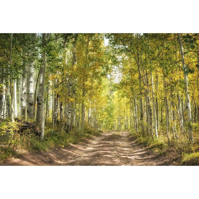 Aspen Drive by Danny Head - Wrapped Canvas Print Union Rustic Size: 61cm H x 91cm W on Productcaster.