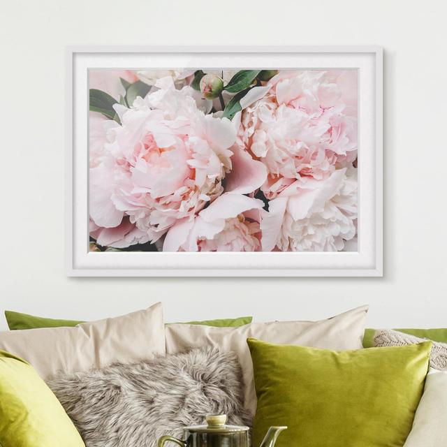 Gerahmtes Poster Peonies Light Pink Rosdorf Park Matte Farbe: Weiß, Format: Weiß gerahmt, Größe: 70 cm H x 100 cm B x 2 cm T on Productcaster.