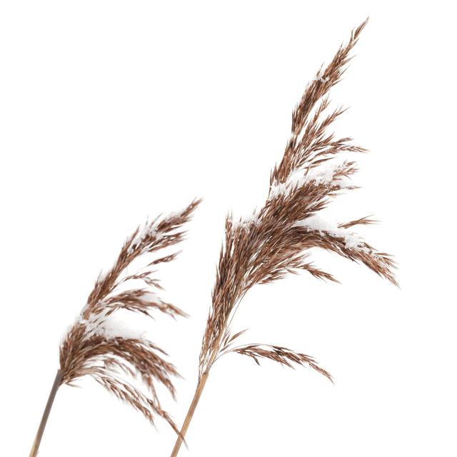 Macro Photo Of Dry Coastal Reed Isolated On White by Eugenesergeev - Wrapped Canvas Art Prints 17 Stories Größe: 20 cm H x 20 cm B on Productcaster.