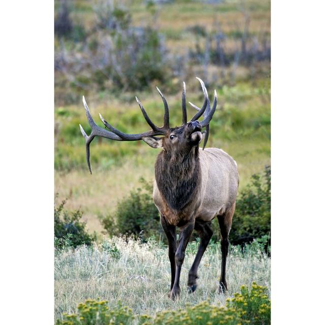 Bull Elk With Antlers by KeithSzafranski - No Frame Print on Canvas Alpen Home Size: 122cm H x 81cm W on Productcaster.