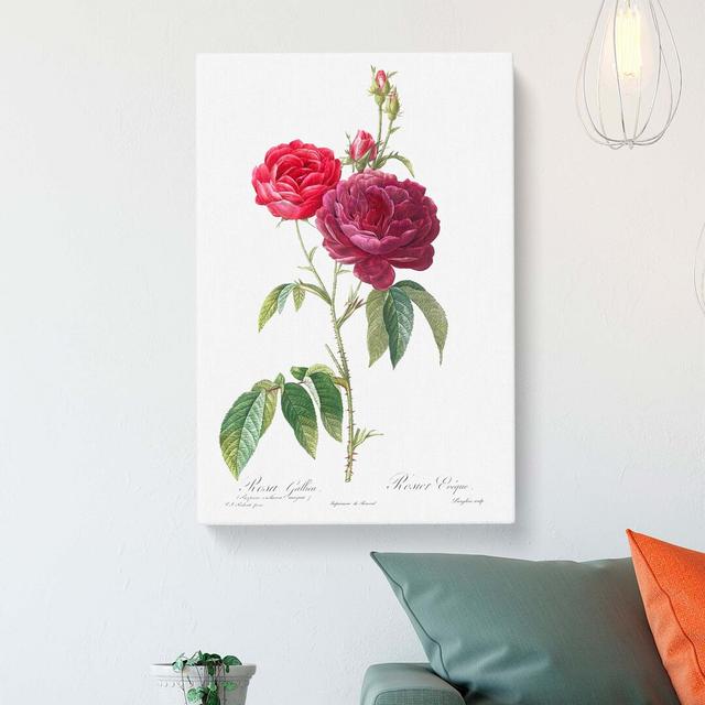 French Purple Roses by Pierre-Joseph Redoute - Wrapped Canvas Graphic Art Pint East Urban Home Size: 60cm H x 40cm W x 3cm D on Productcaster.