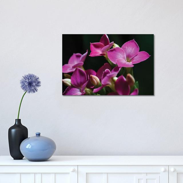 Pink Orchid On Black - Wrapped Canvas Painting Latitude Run Size: 30.48cm H x 45.72cm W x 1.905cm D on Productcaster.