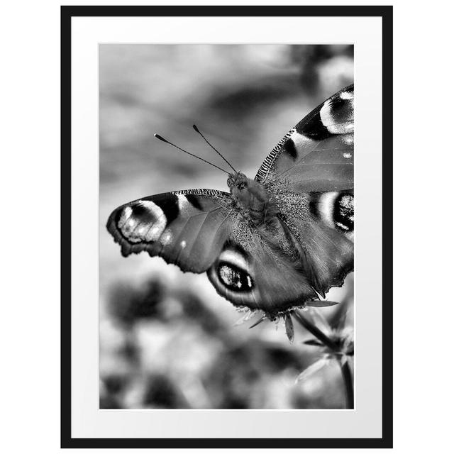 Leinwandbild Beautiful Peacock Eye Butterfly East Urban Home Größe: 80 cm H x 60 cm B x 1,8 cm T, Format: Poster mit schwarzem Rahmen, Matte Farbausfü on Productcaster.