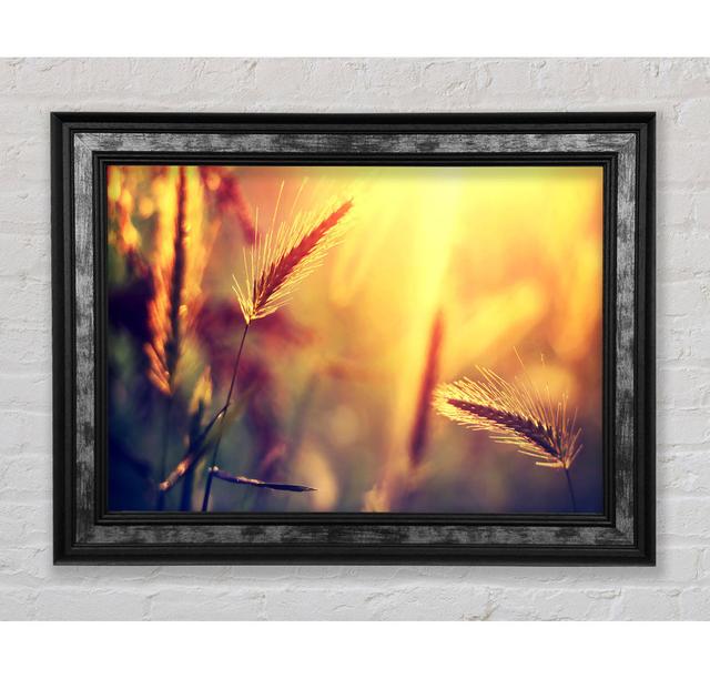 Summer Wheat Field In Golden Light - Single Picture Frame Art Prints Bright Star Size: 21cm H x 42cm W x 8cm D on Productcaster.