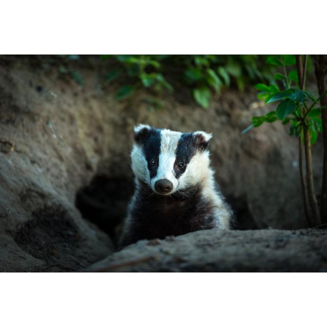 Wild, Native, European Badger Facing Forward In Badger Set - Wrapped Canvas Print Ebern Designs Size: 30cm H x 46cm W on Productcaster.