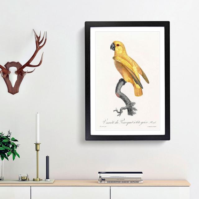 Senegal Parrot by F. Levaillant - Picture Frame Painting Print East Urban Home Frame Option: Black Framed, Size: 48cm H x 36cm W x 2cm D on Productcaster.