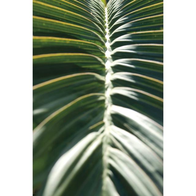 Palm Detail II by Wild Apple Portfolio - Wrapped Canvas Print 17 Stories Size: 30cm H x 20cm W on Productcaster.