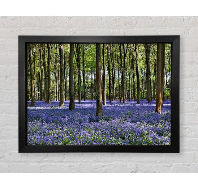 Beautiful Purple Flowers In The Woods - Single Picture Frame Art Prints Bright Star Size: 59.7cm H x 84.1cm W x 3.4cm D on Productcaster.