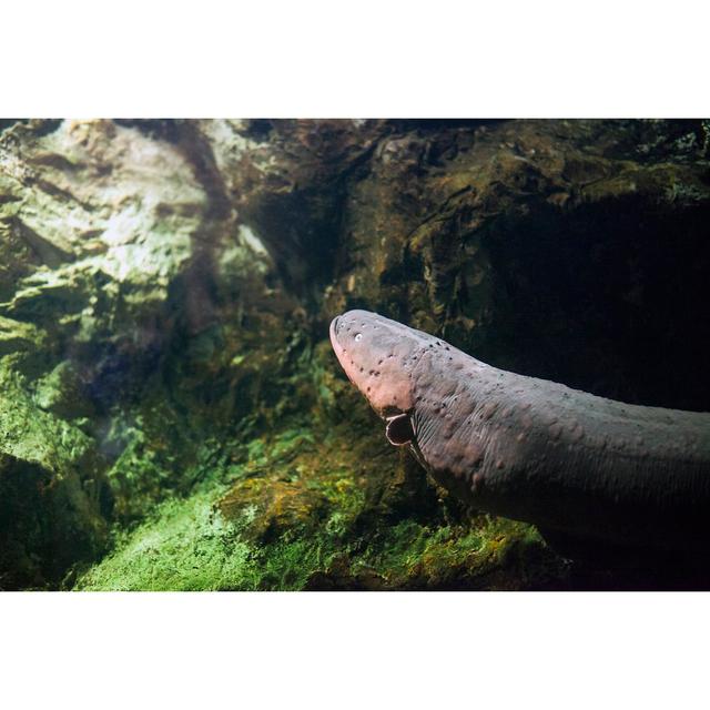 Electric Eel Fish - Wrapped Canvas Photograph Alpen Home Size: 81cm H x 122cm W on Productcaster.