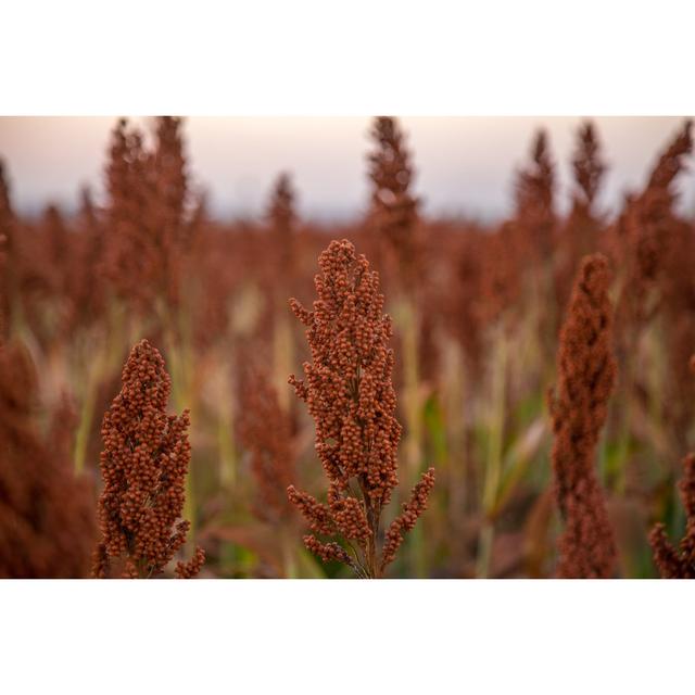 Sorghum Field by Mailson Pignata - Wrapped Canvas Photograph 17 Stories Size: 30cm H x 46cm W on Productcaster.