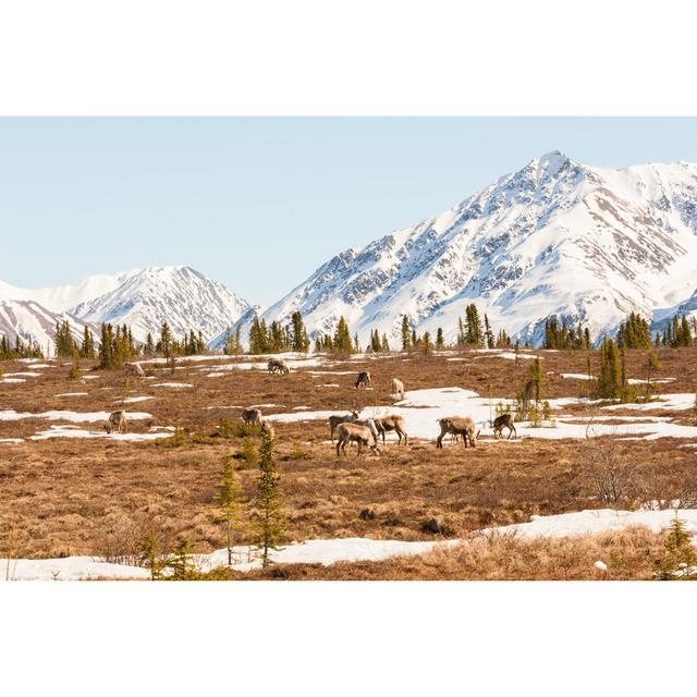 Group Of Caribou by Sarkophoto - No Frame Art Prints on Canvas Alpen Home Size: 20cm H x 30cm W on Productcaster.