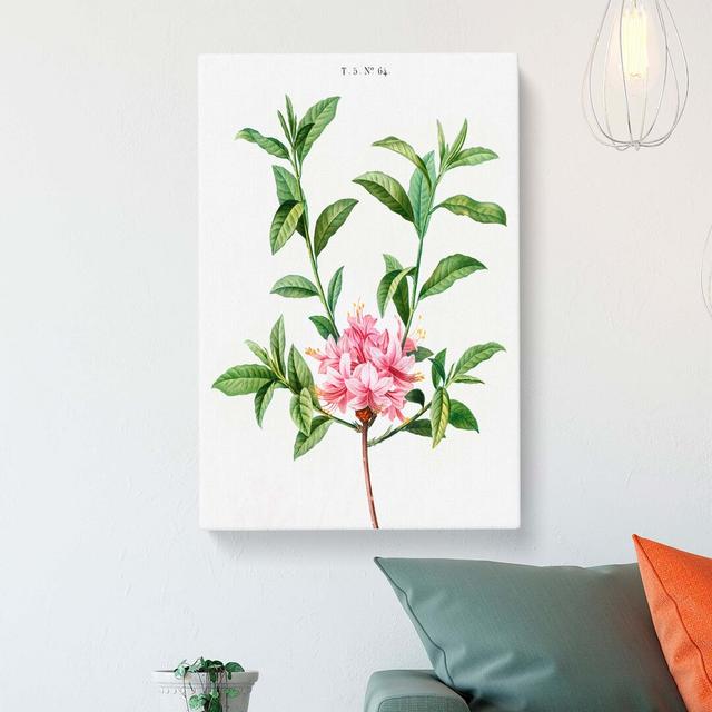 Azalea Flower in Pink by Pierre-Joseph Redoute - Wrapped Canvas Painting Pint East Urban Home Size: 76cm H x 50cm W x 3cm D on Productcaster.