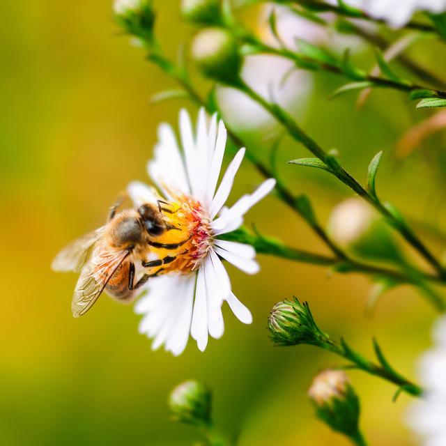 Berlanga Honey Bee Gathering Pollen Daisy Flowers by Altinosmanaj - Wrapped Canvas Print Latitude Run Size: 76cm H x 76cm W 3.8cm D on Productcaster.