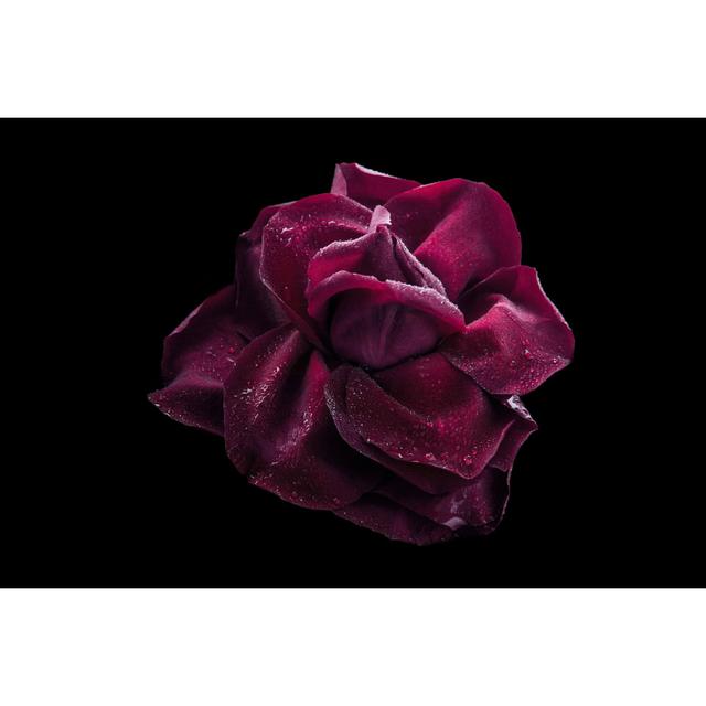 Dark Red Rose by KarpenkovDenis - Wrapped Canvas Photograph Fairmont Park Size: 51cm H x 76cm W x 3.8cm D on Productcaster.