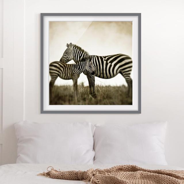 Gerahmtes Papierbild Zebrapaar East Urban Home Rahmenoptionen: Mattes Grau, Größe: 70 cm H x 70 cm B on Productcaster.