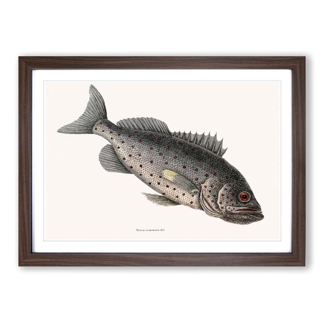 Rockfish by Mark Catesby - Picture Frame Painting Print East Urban Home Frame Option: Walnut, Size: 40cm H x 60cm W x 2cm D on Productcaster.