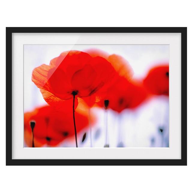 Magic Poppies Framed Graphic Art East Urban Home Frame Options: Matt black, Size: 40cm H x 55cm W on Productcaster.