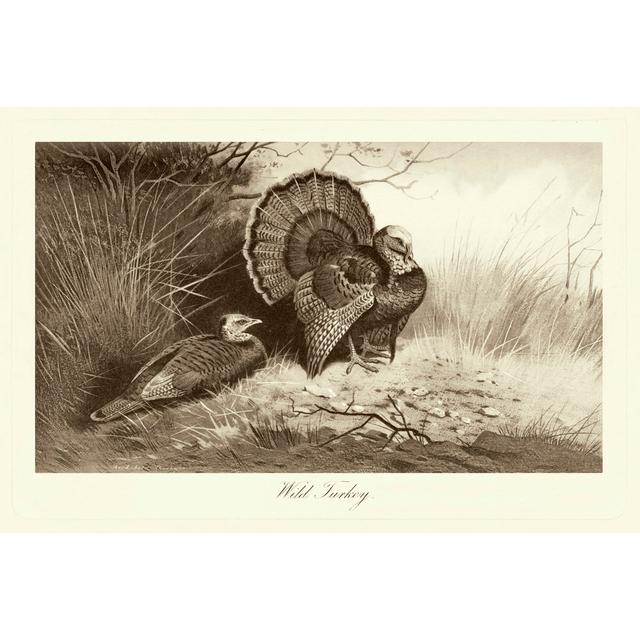 Wild Turkey by Archibald Thorbum - Wrapped Canvas Painting Rosalind Wheeler Size: 20cm H x 30cm W x 3.8cm D on Productcaster.