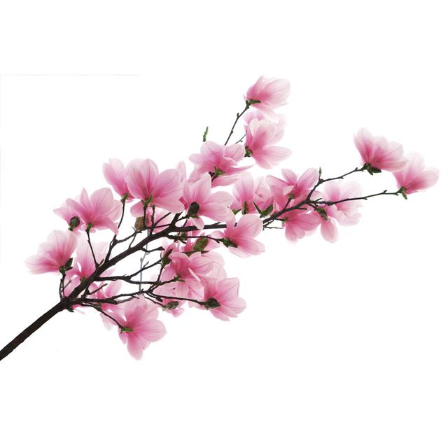 Magnolia Branch - Wrapped Canvas Photograph Ebern Designs Size: 51cm H x 76cm W x 3.8cm D on Productcaster.