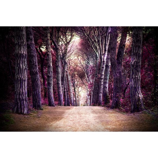 Path In Forest - Wrapped Canvas Print Alpen Home Size: 51cm H x 76cm W x 3.8cm D on Productcaster.