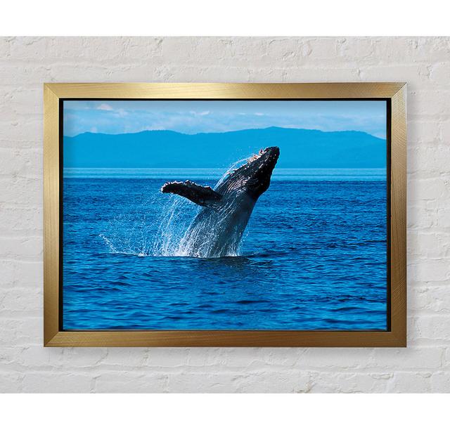 Whale Ocean Jump - Single Picture Frame Art Prints Bright Star Size: 59.7cm H x 84.1cm W x 3.4cm D on Productcaster.