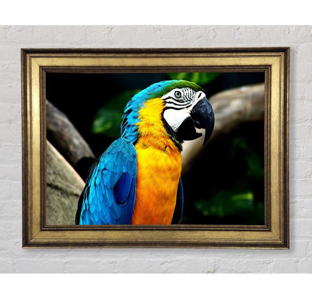 Single Picture Frame Art Prints Bright Star Size: 100cm H x 141.4cm W on Productcaster.